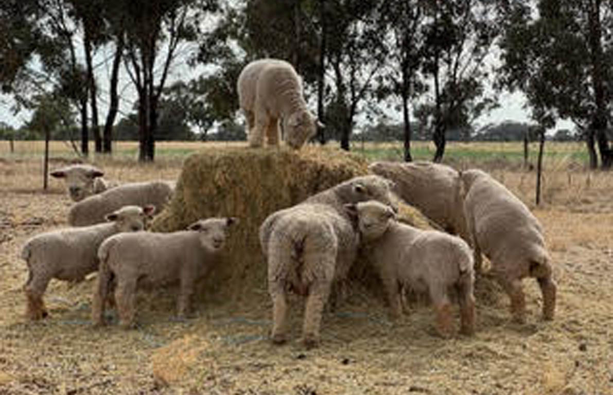 Baby Doll Sheep feeding